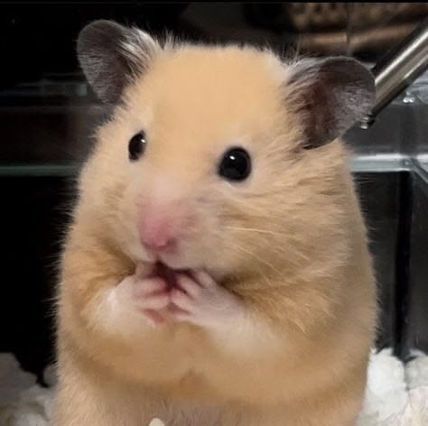 thehamsterbear's tweet photo. https://t.co/INmkLK0f6I
