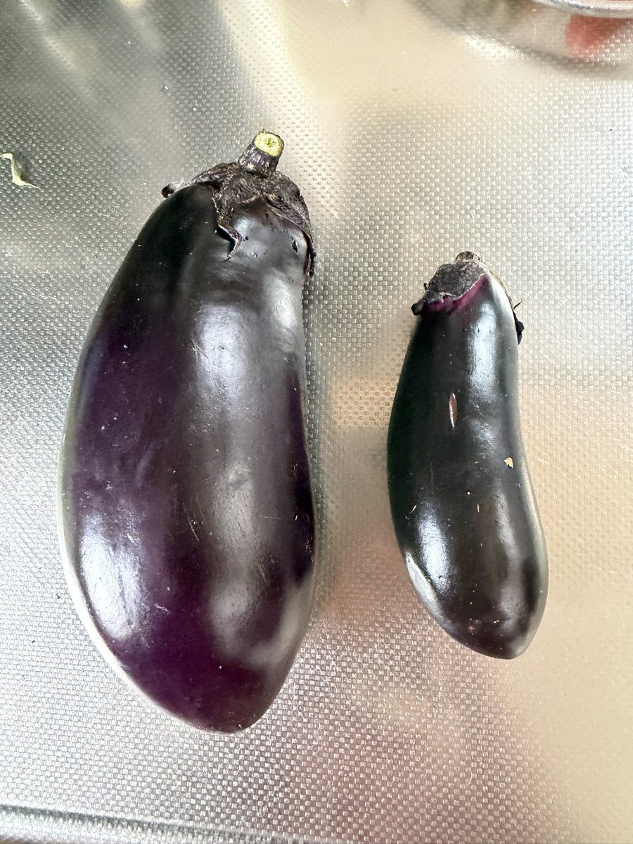 Miuusaco's tweet photo. うちのナス🍆
とんでもなくデカいナス発見💦
普通の15センチのナスと並べて見た。夜ご飯に旦那と半分づつ食べました😋そこそこおいしか😆

#長さ約20ｾﾝﾁ 
#横10センチ
#どでかナス🍆 https://t.co/fEU38lMqRR