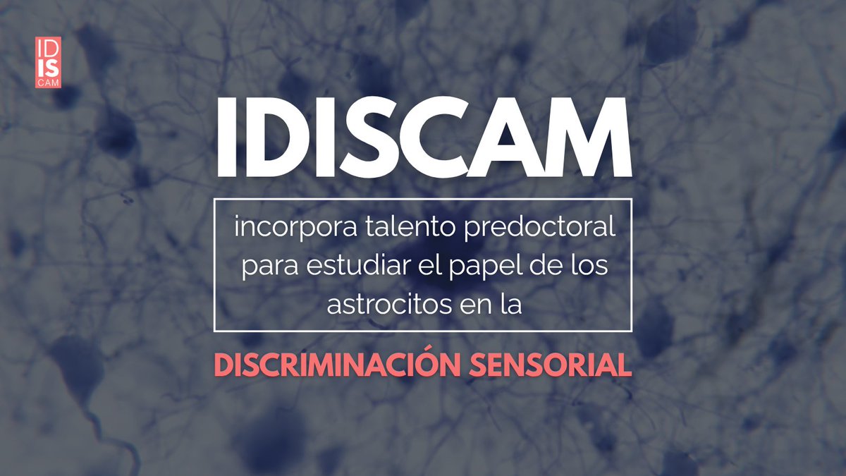 idiscam's tweet photo. 🆕 El grupo de la Dra. Juliana M. Rosa crece con un contrato predoctoral PREP2024 para el estudio de las señales a través de astrocitos en la discriminación sensorial

Financiado por @CienciaGob en el @HNParaplejicos

#IDISCAM #Astrocitos #PreDoc https://t.co/cY0MkWxXRm