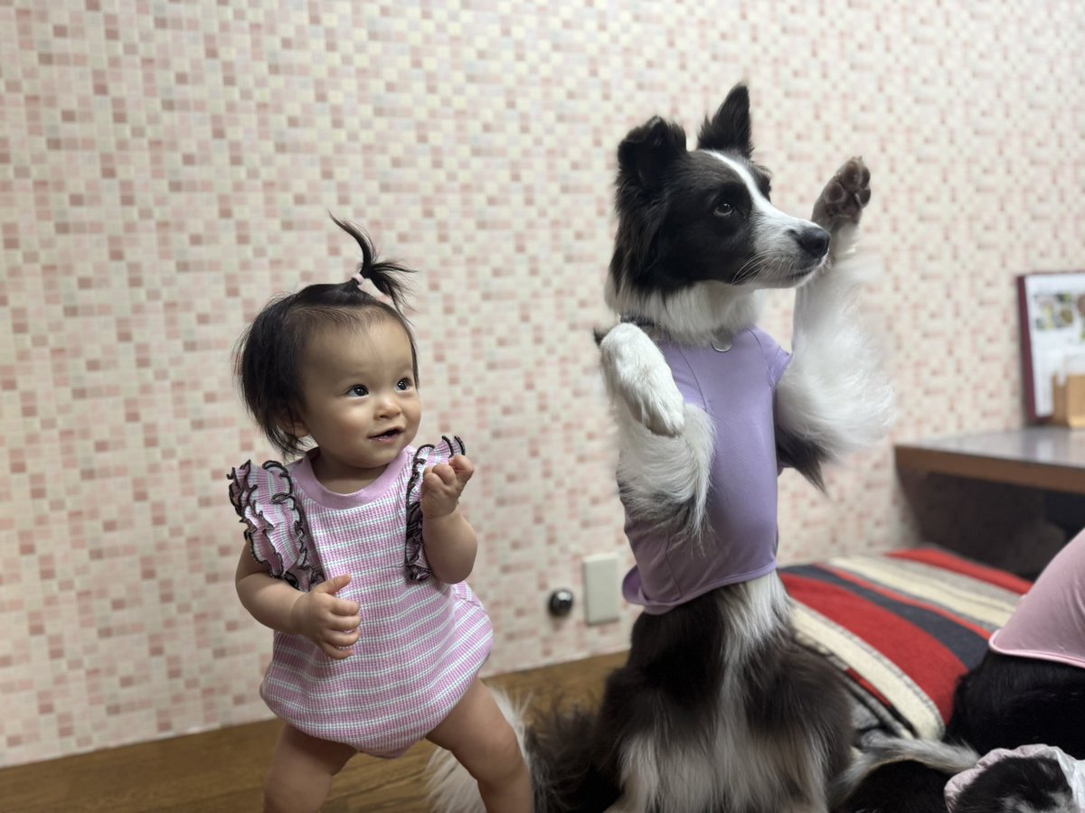 natsumin0424's tweet photo. 大阪帰省中🚄
まずは妹のワンズ🐕たちと会った♪
君たちかわいすぎる😍 https://t.co/vFBuqp1V5J