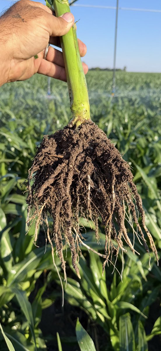 JonathanDansel's tweet photo. Good to see some aggressive early #corn #root growth with this heat wave.   I never regret throwing the kitchen sink in the furrow with the planter.  #fulvic #Micros #Phos #bugs #IntegrityAg https://t.co/G12Bye2oTw