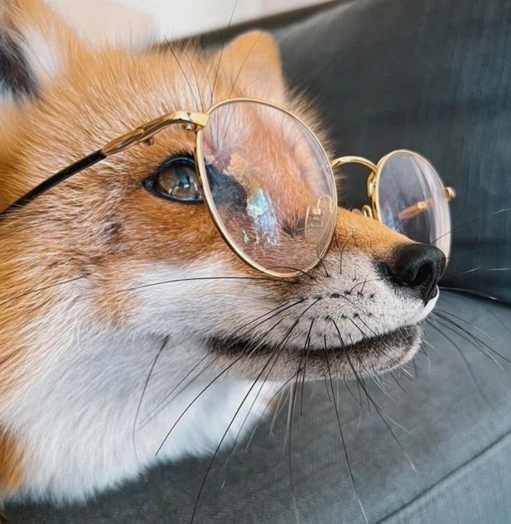 2D_YUNG's tweet photo. Same Energy 🦊👓  #RylandGrace https://t.co/huG1e0MVYC