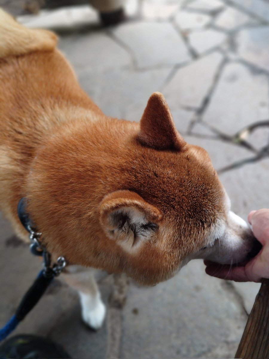 armedshepherd's tweet photo. 雨の日は東屋でモグモグ #柴犬 https://t.co/bpYiIUCuWG