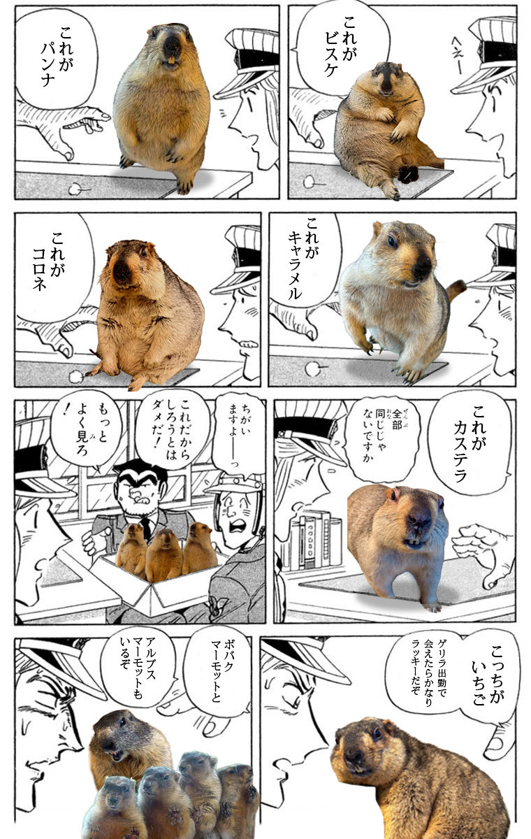 marmo_lover's tweet photo. マーモット・オタク https://t.co/X0BA4tx4FU