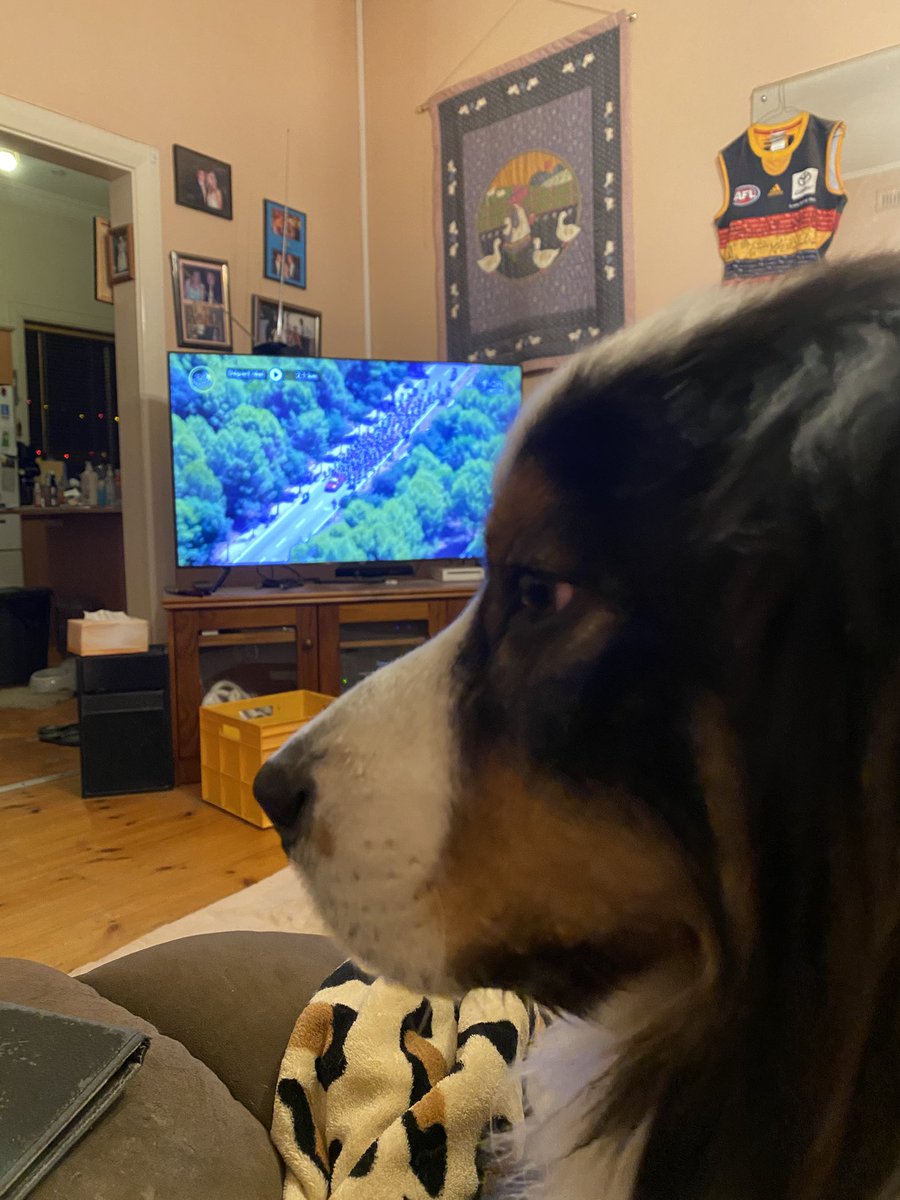maxbert_SA's tweet photo. Apparently itโs a good idea for Sully the #tourdog to sit on my lap for stage 3.
#CouchPeloton #SBSTDF https://t.co/jLUKtMuYAH
