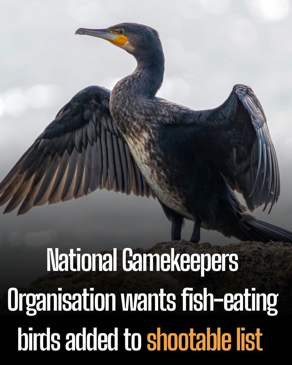 EndBirdShooting's tweet photo. This is gross. The NGO has launched a UK Parliament petition asking the government to amend Schedule 2.1 of the Wildlife and Countryside Act 1981 to list cormorants, goosanders and red-breasted mergansers as species that may be managed outside the close season. https://t.co/usFTM3XZWo