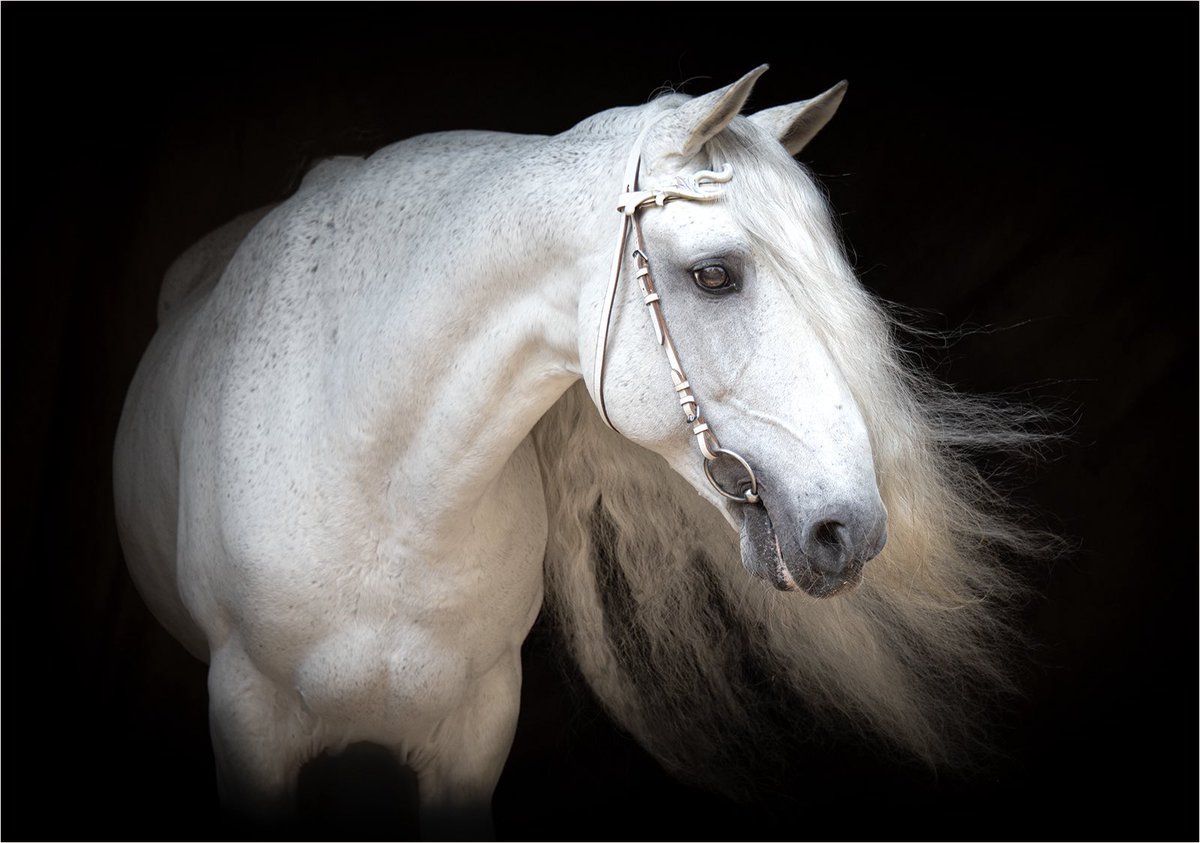 sheclicksnet's tweet photo. A superb equine portrait by today’s #shefeatures featured photographer Claire Walker.
.
.
.
#sheclicksnet #femalephotographers #womenphotographerscommunity #equinephotography https://t.co/qnKDUHXjwi