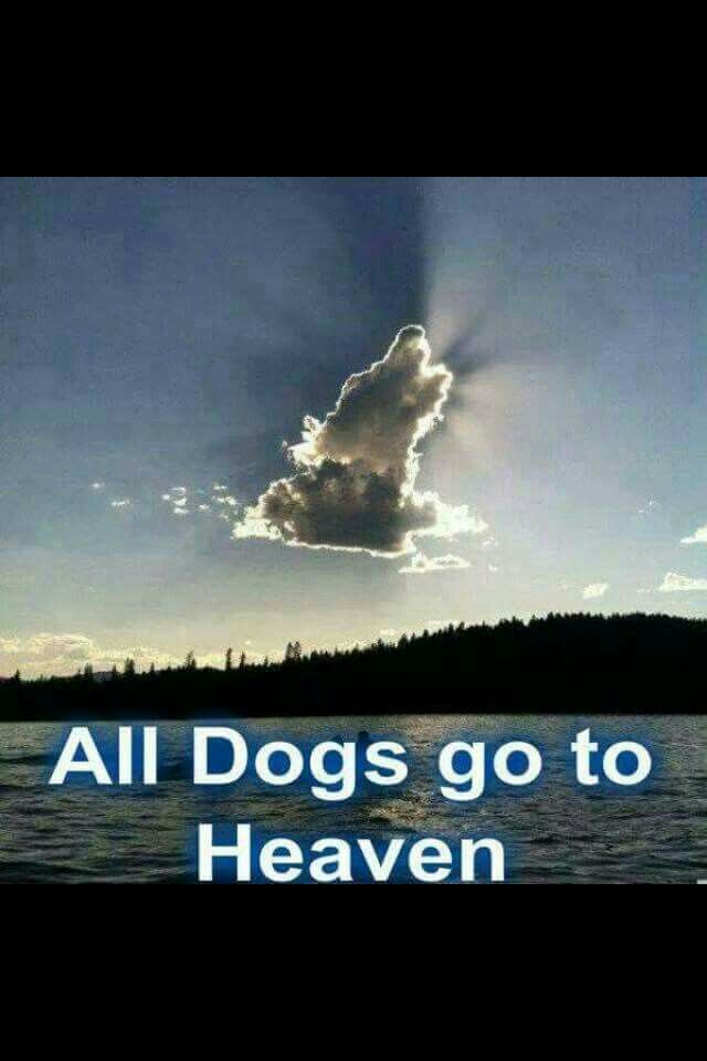 _XDogs's tweet photo. https://t.co/gUooU0xwF1