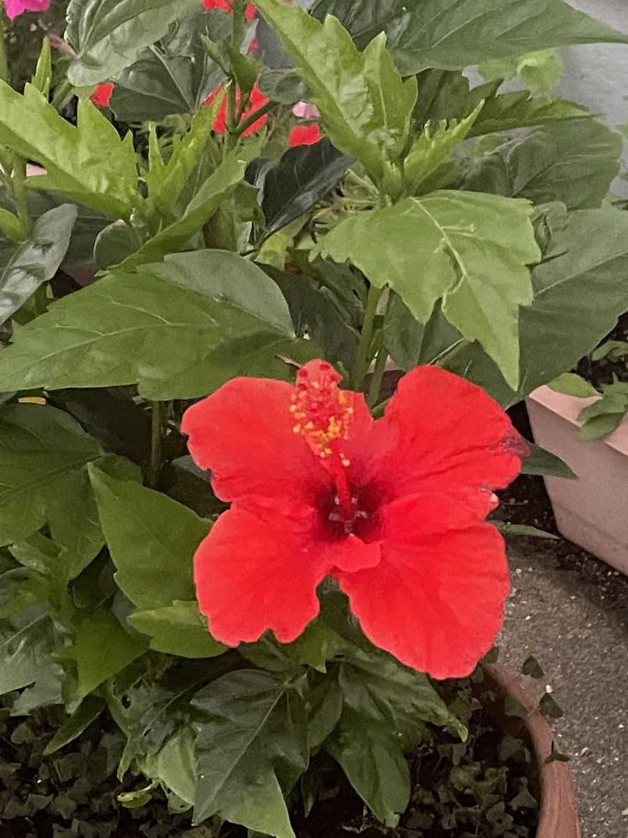 sakaetyou's tweet photo. #やの部屋 

今日数年ぶりにハイビスカス🌺🌺🌺🌺🌺
開花しました
これで梅雨も晴れるでしょう https://t.co/IrPmJ16Qjk