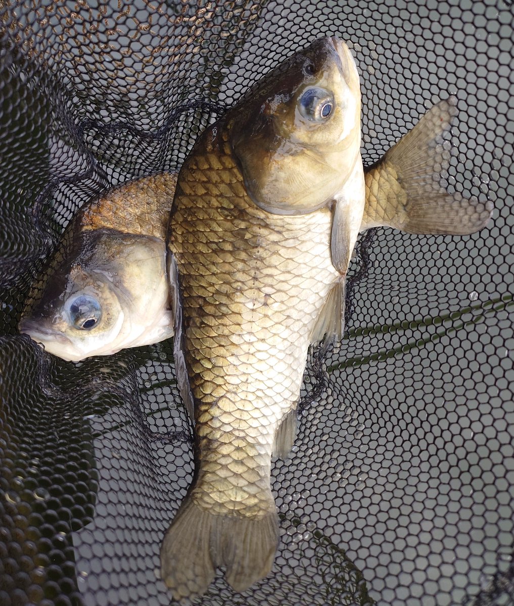NF_musashi's tweet photo. ワイワイクラブ例会in筑波流源湖
新兵器獅子吼9尺と師匠からお借りしたウキでチョーチン両ダンゴ
エサ合わせがうまくいかず最後までパターンが掴めず……
獅子吼を堪能できたのでOKです👍️
両ダンゴもっと修行します💪
#ヘラブナ釣り
#筑波流源湖 https://t.co/ND5POdQqt8
