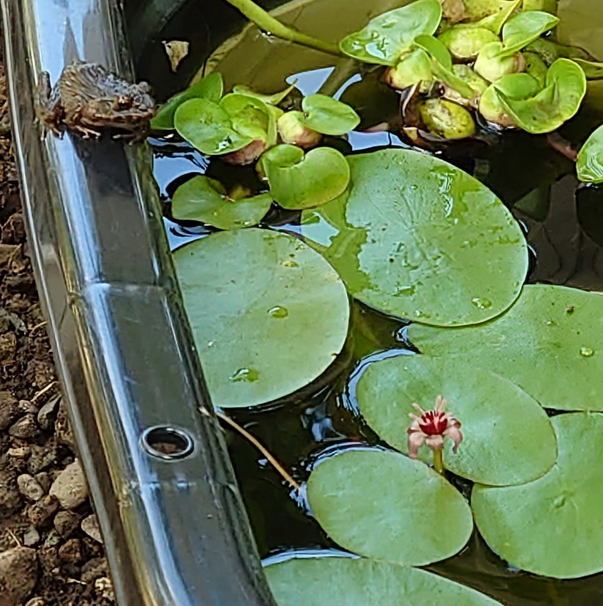 3sanko's tweet photo. 去年に入手し、無事冬越ししたジュンサイ(蓴菜)の花が初めて咲いた。地味だけどちゃんと成長してくれてると思うと嬉しい。生き物いっぱいの庭は楽しいし見てて飽きないし、今後の変化も楽しみ。池が完成したら蓴菜も睡蓮も増やすつもり、ついでにタニシとカワニナ(いずれは蛍)は…溜池だから無理かな。 https://t.co/e0I8yXatv8