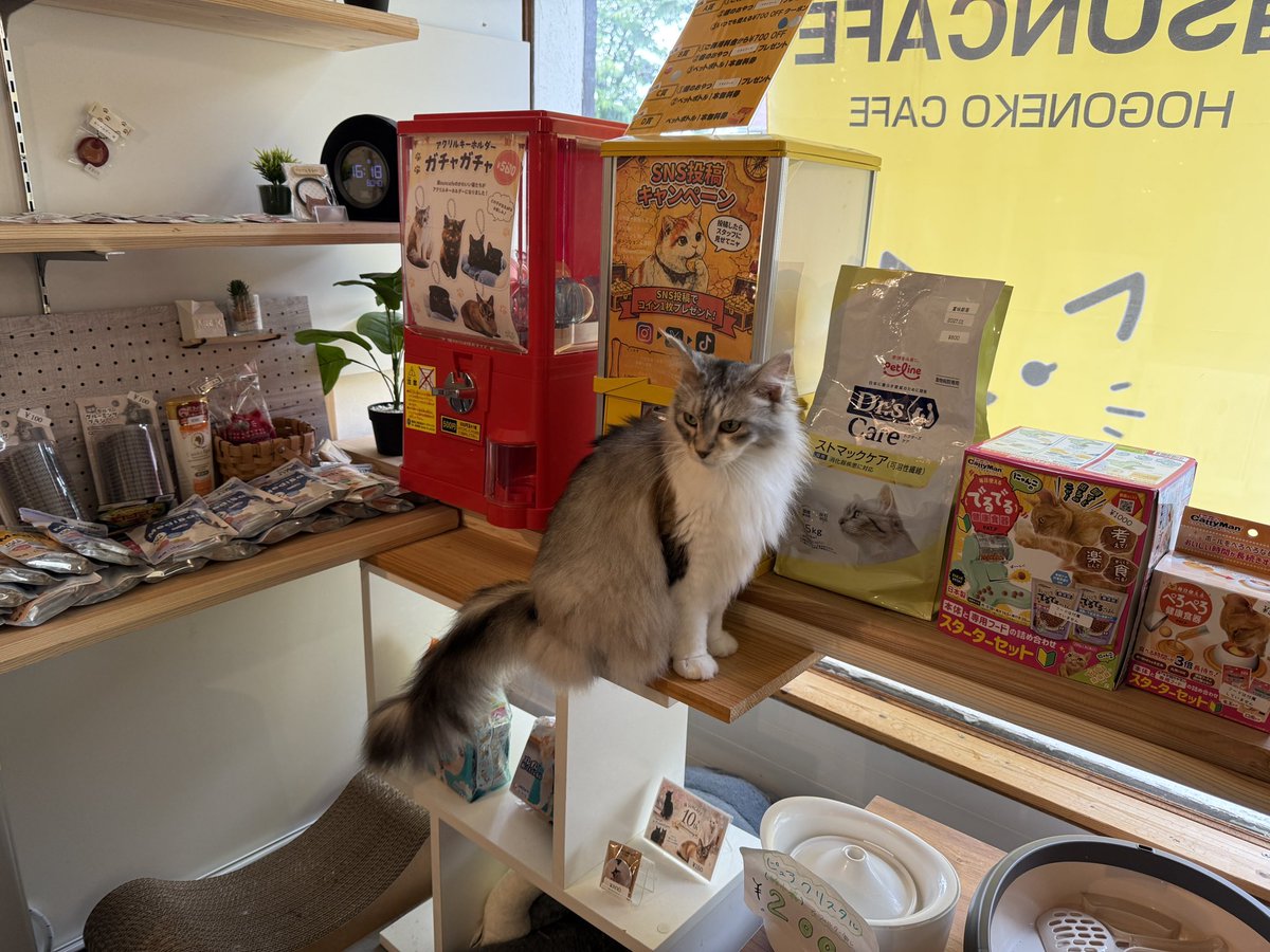 本日はオープンから猫たちが元気にはしゃいでいました🐈‍⬛ おやつも