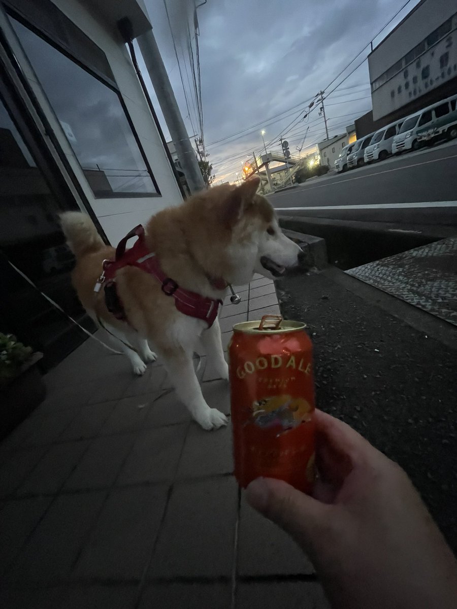 sakaetyou's tweet photo. #やの部屋

散歩あがりに涼みながら
わさおと
#キリングッドエール
やってます
あては今日咲いた
ハイビスカス🌺の
花見 https://t.co/4nAOIuNy9h