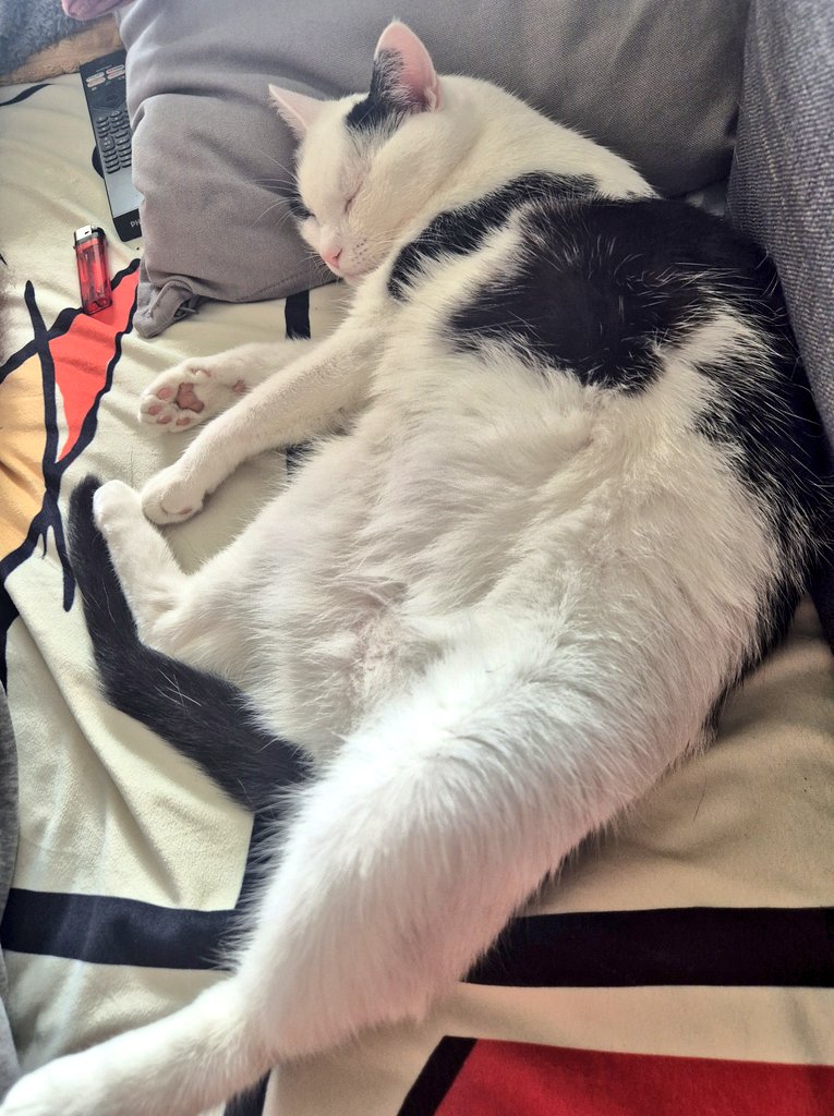 jackdln's tweet photo. POV : je me repose pour fêter la victoire de Melenchon 🔥#cat #lfi https://t.co/7vtJjDRtJ3