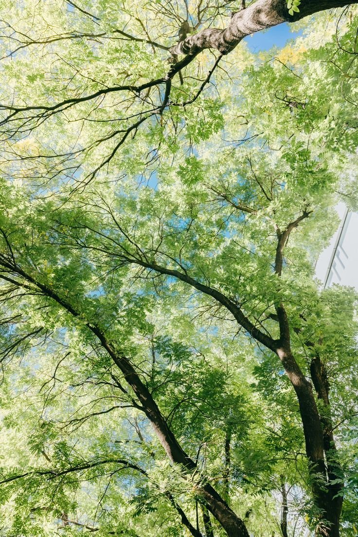 kooromi19's tweet photo. humans should look up at the trees more often https://t.co/rTChcXDJpZ