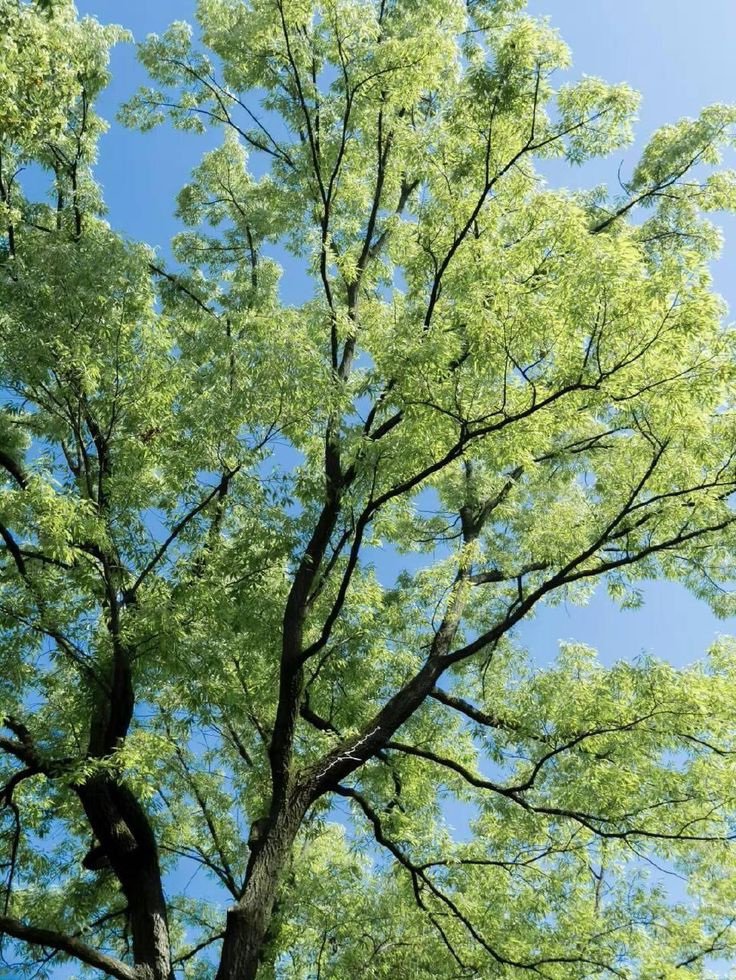 kooromi19's tweet photo. humans should look up at the trees more often https://t.co/rTChcXDJpZ