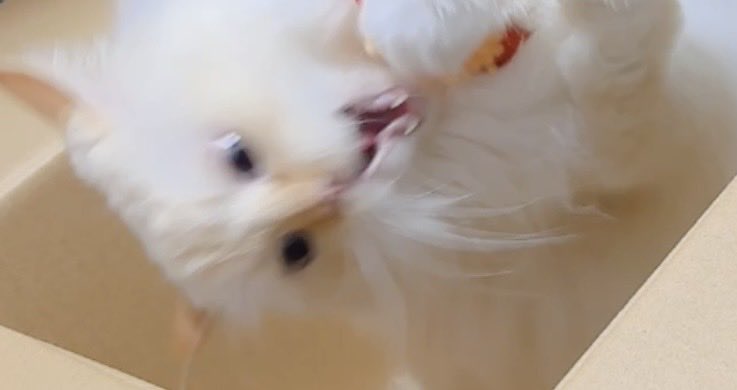 Boo_Noki's tweet photo. 新しいおもちゃに大はしゃぎな猫🐱 https://t.co/tryrNn0daJ