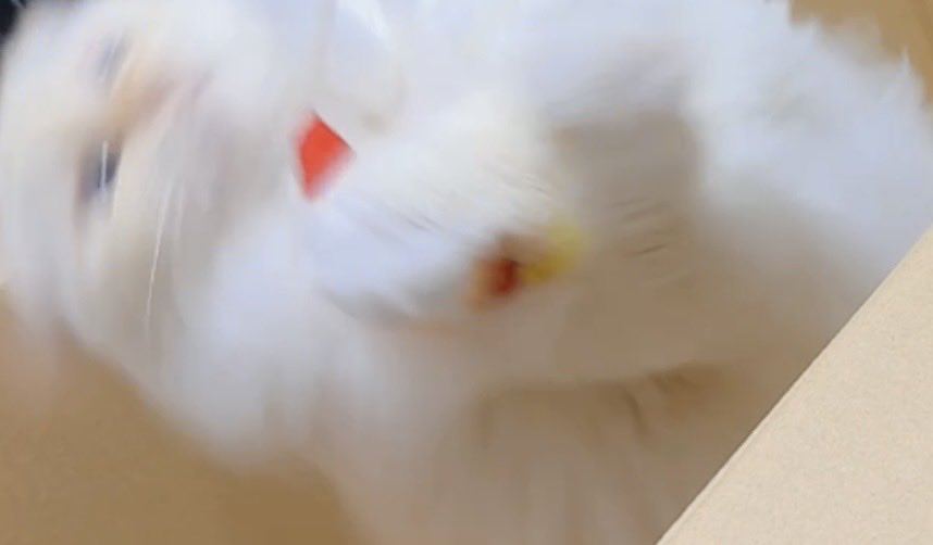 Boo_Noki's tweet photo. 新しいおもちゃに大はしゃぎな猫🐱 https://t.co/tryrNn0daJ