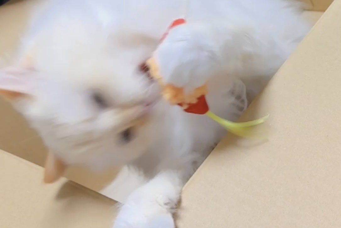 Boo_Noki's tweet photo. 新しいおもちゃに大はしゃぎな猫🐱 https://t.co/tryrNn0daJ