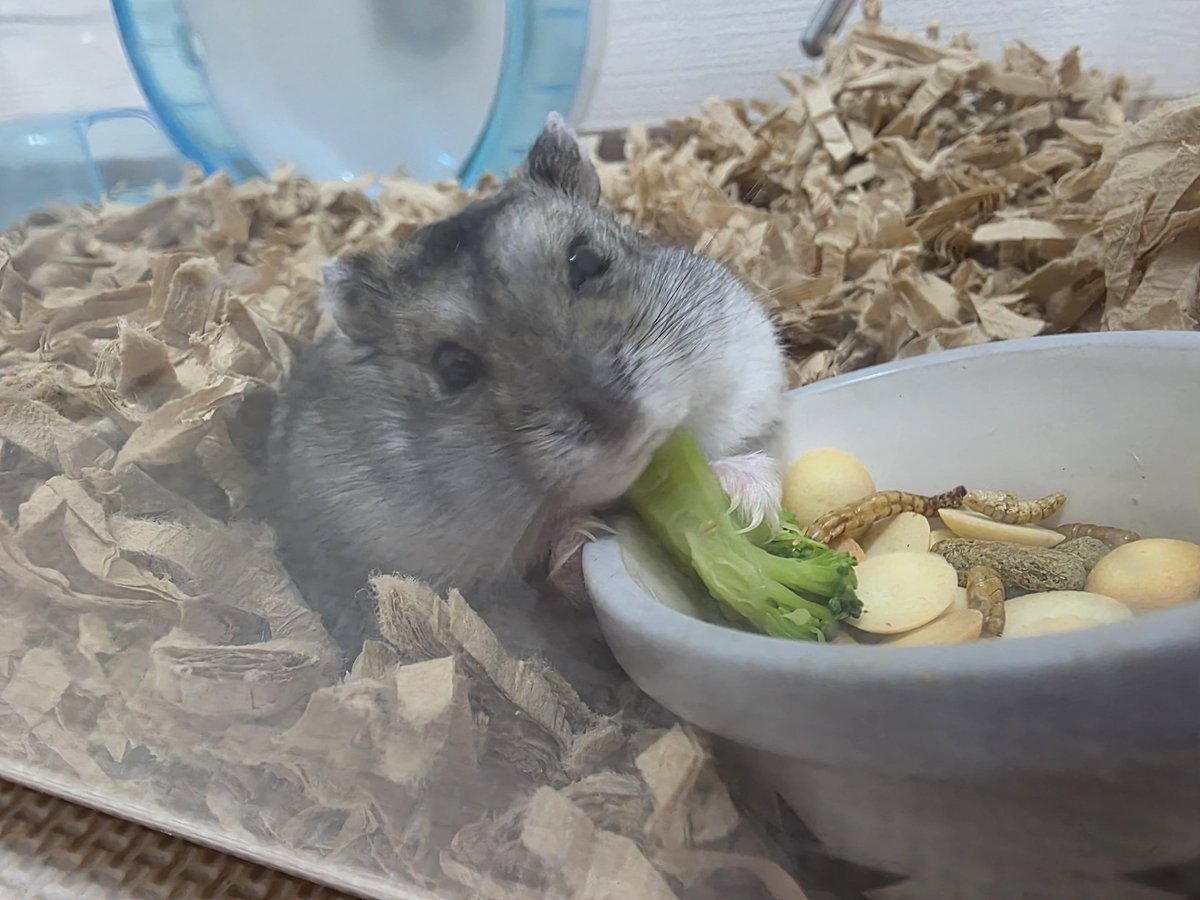 にぎやかおはむ達🐹飼い主奮闘記 tweet media