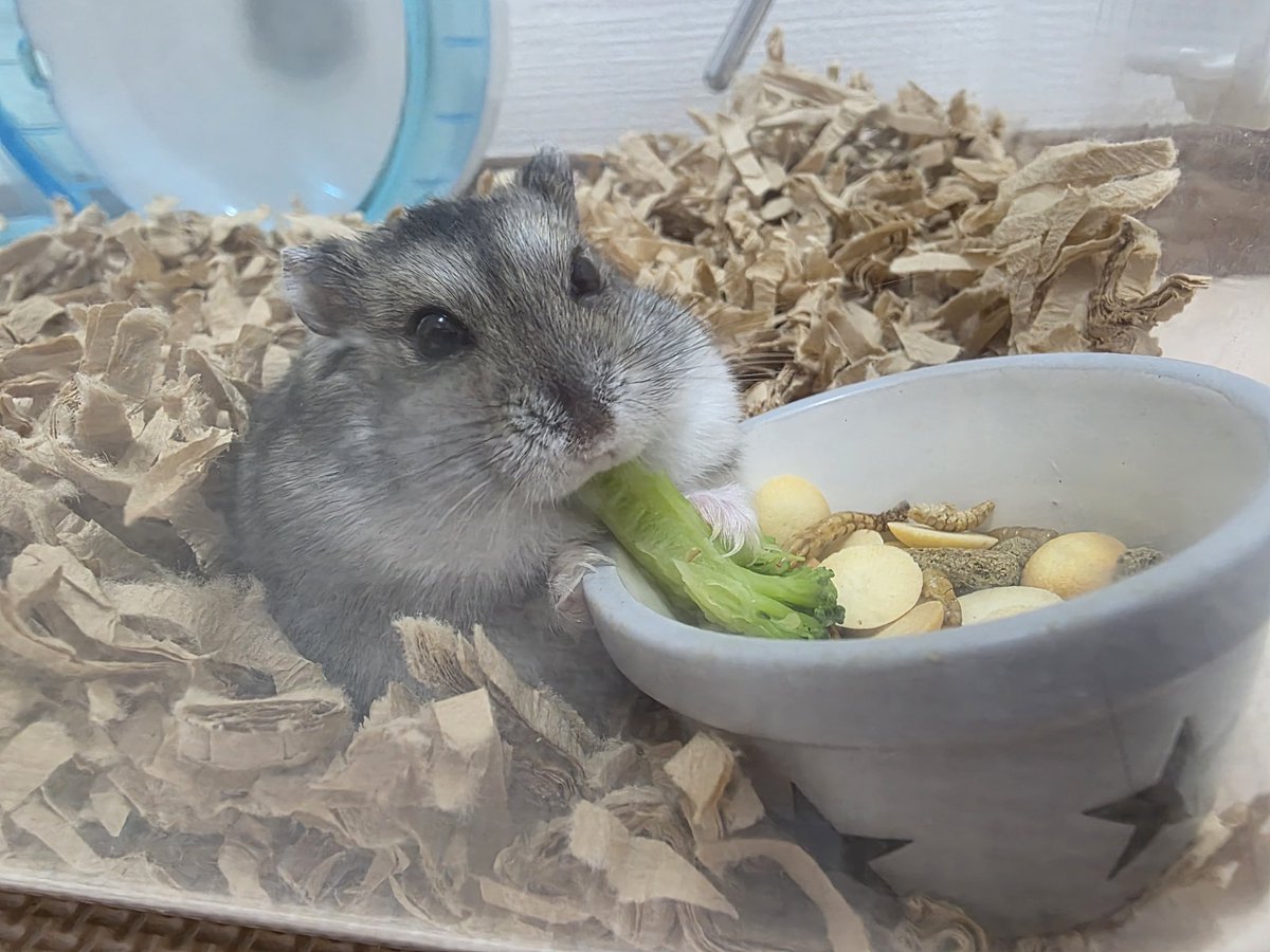 にぎやかおはむ達🐹飼い主奮闘記 tweet media