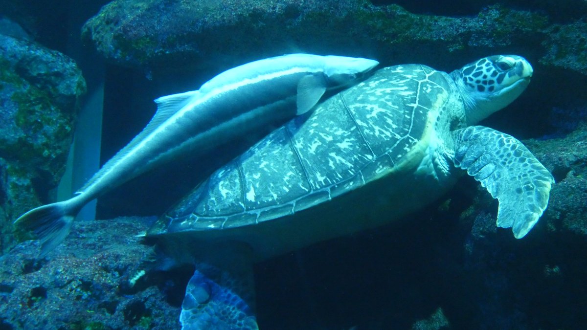 kelp_animarium's tweet photo. カメさんにべったりなコバンザメさん
📷2026.05.24
#アオウミガメ #コバンザメ #男鹿水族館GAO https://t.co/File5hWN8c