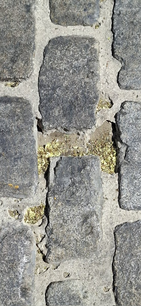 DavidLp32705032's tweet photo. Las c/ Martín Villa y Laraña,  desde La Campana hasta la Pza. d la Encarnación, han sido terminadas d repavimentar hace poco más d 2 meses. Vean el resultado: enormes llagueados y cejas, adoquines d distinto tamaño y formato. Ya se está comenzando a disgregar incluso el mortero. https://t.co/Dh8wgkqWfc