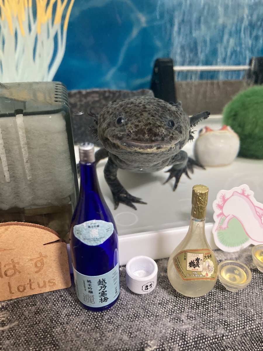 ardry_'s tweet photo. お酒の瓶とくろはすくん☺️ https://t.co/JmzzdFNkeH