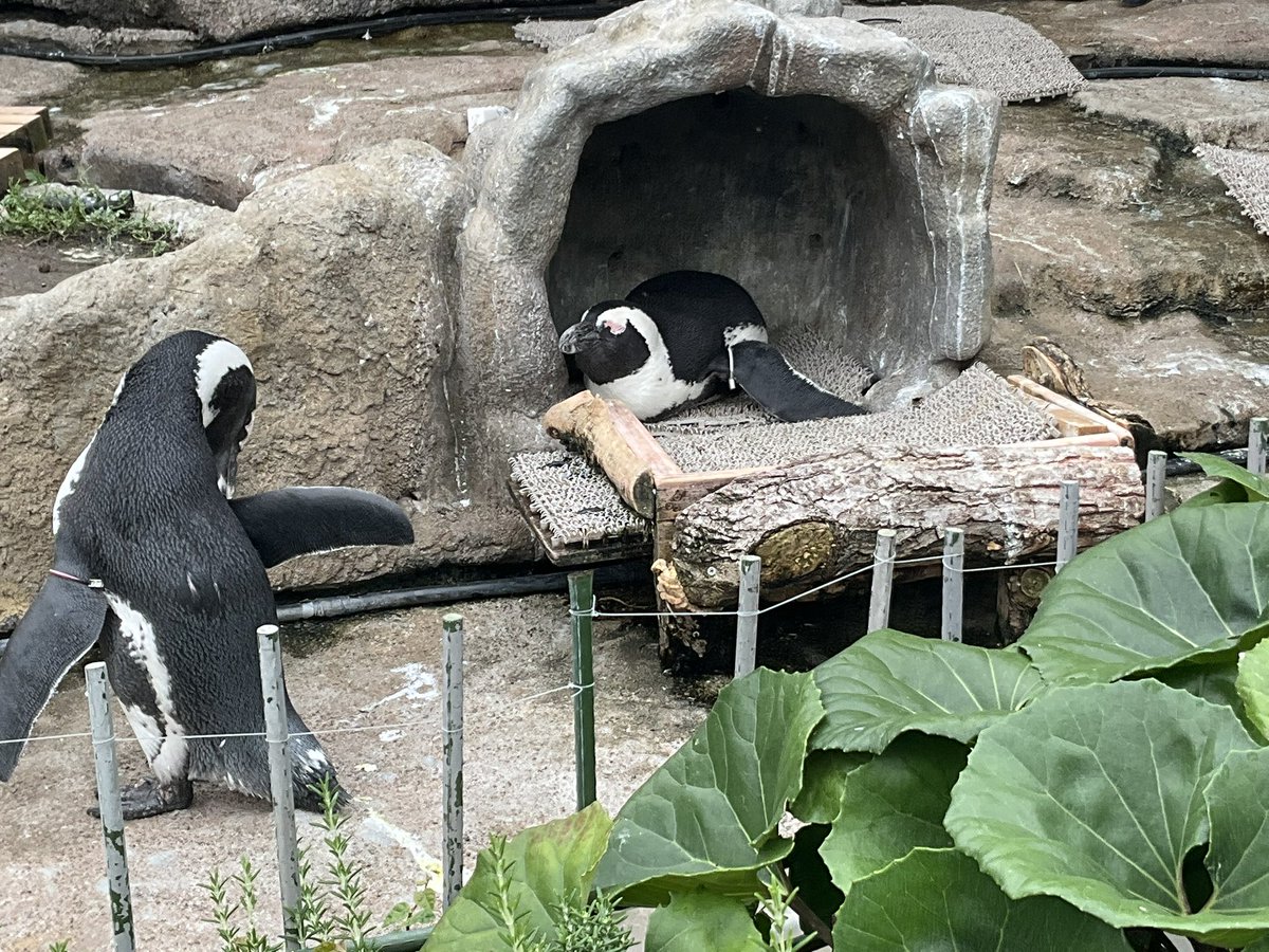 ataicchy's tweet photo. サンシャイン水族館に行ってました🦭

ペンギンは相変わらず可愛いかった🐧
卵あたためているペンギンが愛おしい🥰

最後のミーアキャットの座り方がツボすぎて😊 https://t.co/ObG0ZNsxs7
