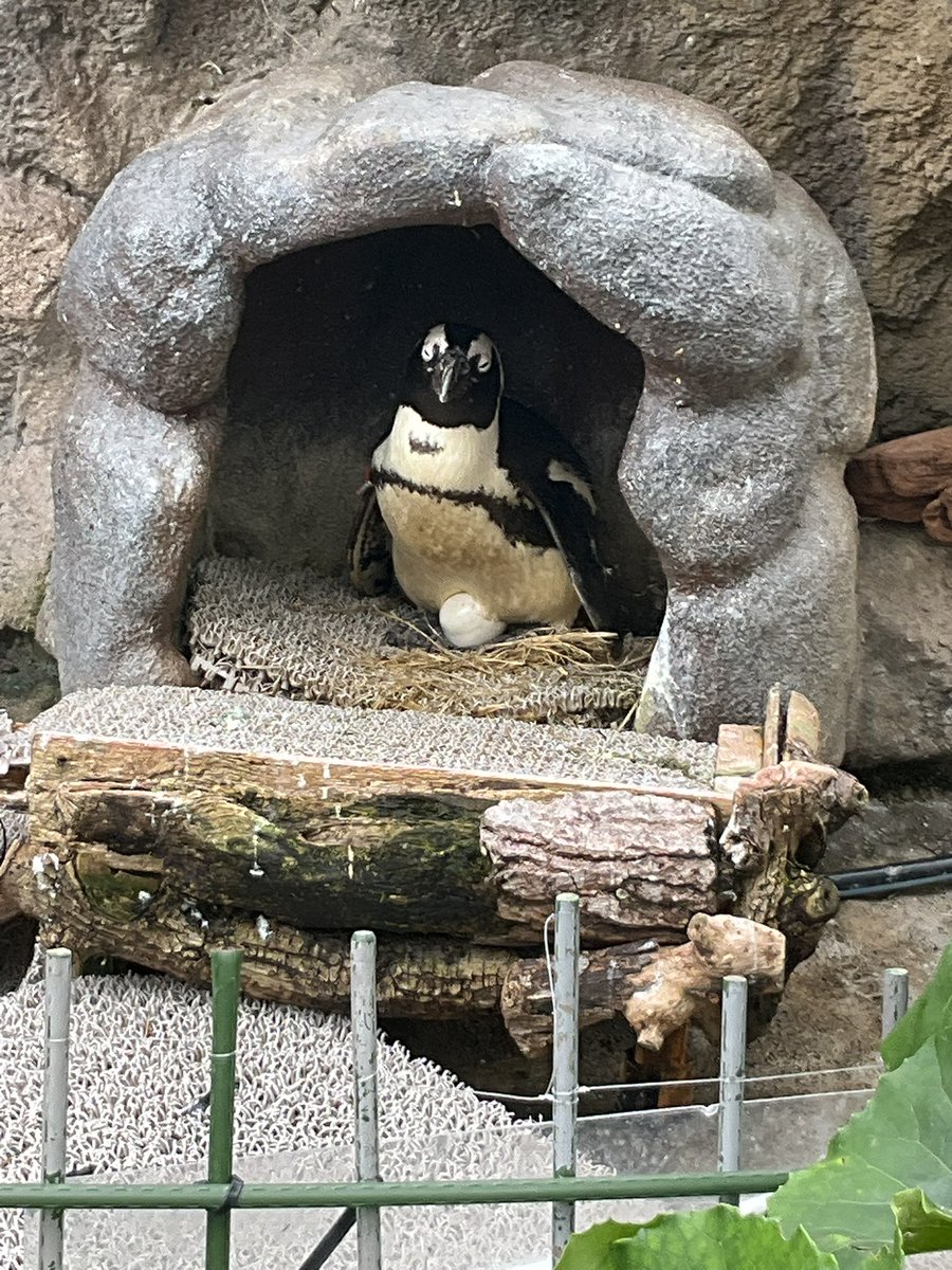 ataicchy's tweet photo. サンシャイン水族館に行ってました🦭

ペンギンは相変わらず可愛いかった🐧
卵あたためているペンギンが愛おしい🥰

最後のミーアキャットの座り方がツボすぎて😊 https://t.co/ObG0ZNsxs7