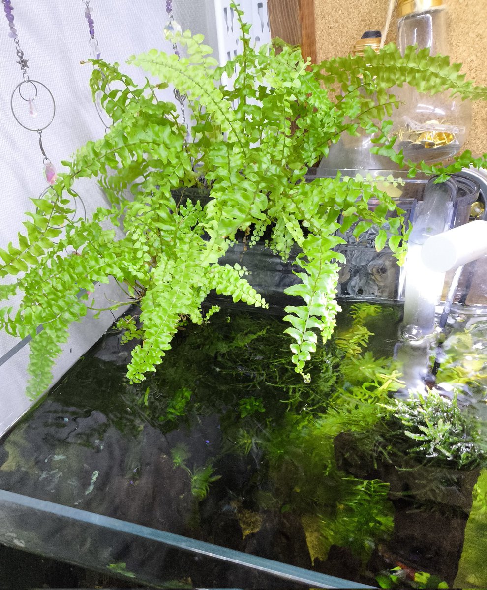 chibihamulll's tweet photo. よーく伸びてくれるネフロレピスを少しトリミング🌿
照明の位置を調整したので結構明るくなった☀️ https://t.co/fCCJfbwdcu