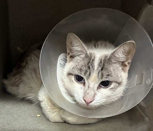 lordi1960's tweet photo. https://t.co/d2DvzQuELh
❤️MARC -- ID# A846268

Temperament: FRIENDLY TEMPERAMENT - RESCUE ONLY MEDICAL (abscess with drain)

I am a male white and gray Domestic Shorthair.

The shelter staff think I am about 1 year old.

I have been at the shelter since June 26, 2026.

I will be available for rescue on July 01, 2026.

I am currently at Devore Shelter in San Bernardino County, California.

If you would like more information about this cat,
please visit or call:

Devore Animal Shelter
19777 Shelter Way
Devore, CA 92407
Voice: (909) 386-9820 - press 2