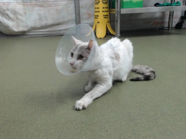 lordi1960's tweet photo. https://t.co/d2DvzQuELh
❤️MARC -- ID# A846268

Temperament: FRIENDLY TEMPERAMENT - RESCUE ONLY MEDICAL (abscess with drain)

I am a male white and gray Domestic Shorthair.

The shelter staff think I am about 1 year old.

I have been at the shelter since June 26, 2026.

I will be available for rescue on July 01, 2026.

I am currently at Devore Shelter in San Bernardino County, California.

If you would like more information about this cat,
please visit or call:

Devore Animal Shelter
19777 Shelter Way
Devore, CA 92407
Voice: (909) 386-9820 - press 2