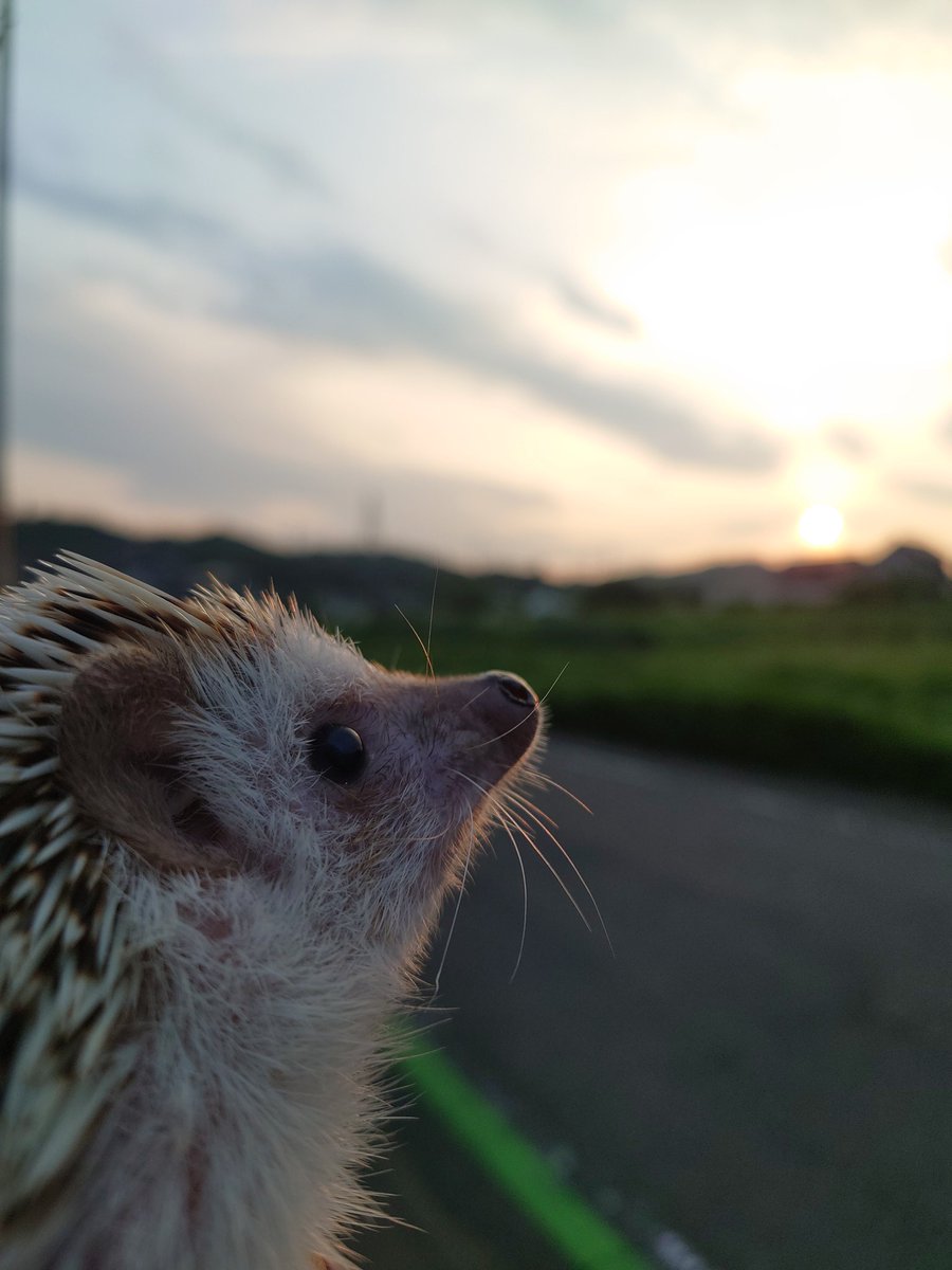 nekoten201's tweet photo. ねこエル「アタチ降臨である…去年の今日のアタチ…夕日キレイ…✨」 https://t.co/2jNyi2K46W