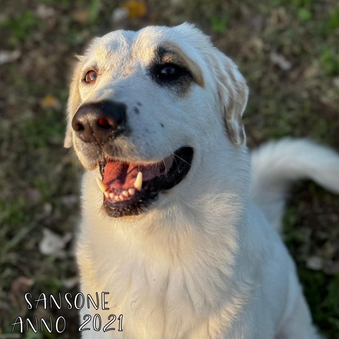 4zampeinvolo's tweet photo. 🐾 Sansone cerca casa 💔 È invisibile agli occhi, ma indimenticabile per chi lo incontra.
Ha 4 anni, è sordo, ma ascolta col cuore. 
Nonostante la sua disabilità, Sansone ha imparato a convivere serenamente con il mondo che lo circonda. 
Dolce, intelligente e pieno di voglia di vivere, sta seguendo un percorso che lo rende ogni giorno più autonomo e sicuro. Eppure, nessuno ha mai chiesto di lui.
📣 Info rapide su SANSONE:
📍 Età: 2021 (4 anni)
⚖️ Taglia: Media - Grande
🧬 Razza: Meticcio - Simil Maremmano
😃 Carattere: E' un cagnolino speciale, è SORDO, ma la sua incapacità di sentire non lo ha mai fermato dall'amare la vita e coloro che lo circondano. E' un cane gioioso e amorevole che si merita una seconda possibilità.
🐶 Compatibile con cani: No
🐱 Compatibile con gatti: No
👧 Compatibile con bambini: Da valutare
💉 Sterilizzato/a: No
🏥 Vaccinazioni e chip: Sì
📍 Si trova a: Gorgonzola (MI)
📦 Adottabile in: Centro-Nord Italia

📞 Per info e adozione:
📲 3792564110
📧 quattrozampeinvolo@gmail.com
💬 Mandaci un messaggio sui social

#meticcio #adoptnotshop #adozioni4ziv #sostienici #adopt #adottauncane #adottauncanedalcanile #adozionedelcuore #4zampeinvolo #adoptdontshop #adozionicani #adotta #dog #lovedogs #sostieni4ziv #caniadulti #apriunagabbia #adottauncaneadulto #adozioni #noncomprareadotta #adottauncanedelcanile #animalovers #adottaadistanza