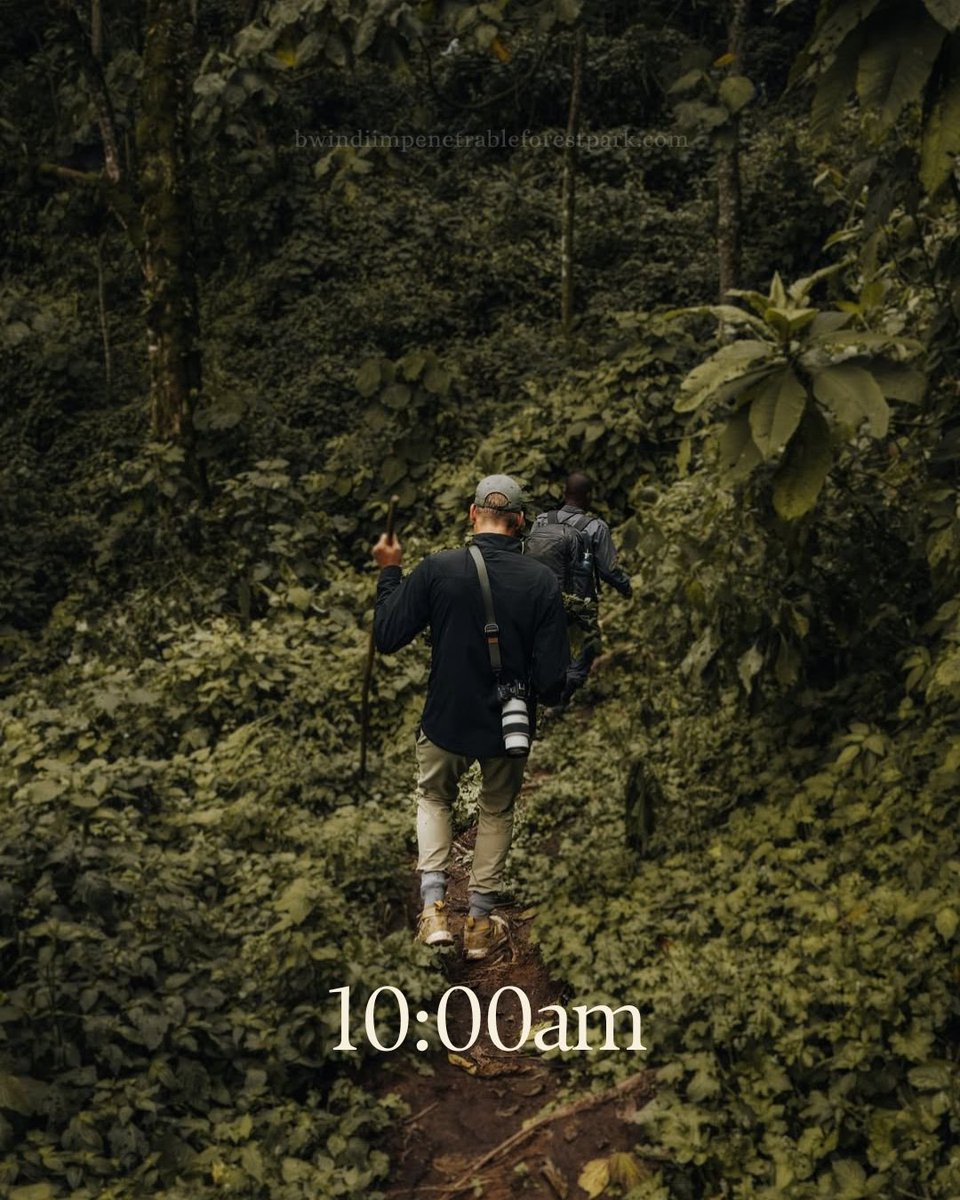GorillaMarvel's tweet photo. This is what a day in Bwindi truly feels like!

https://t.co/oUDMAL05Ho
#gorillatrekking #bwindiforest #gorillas #primates https://t.co/UN9dZBA8k9