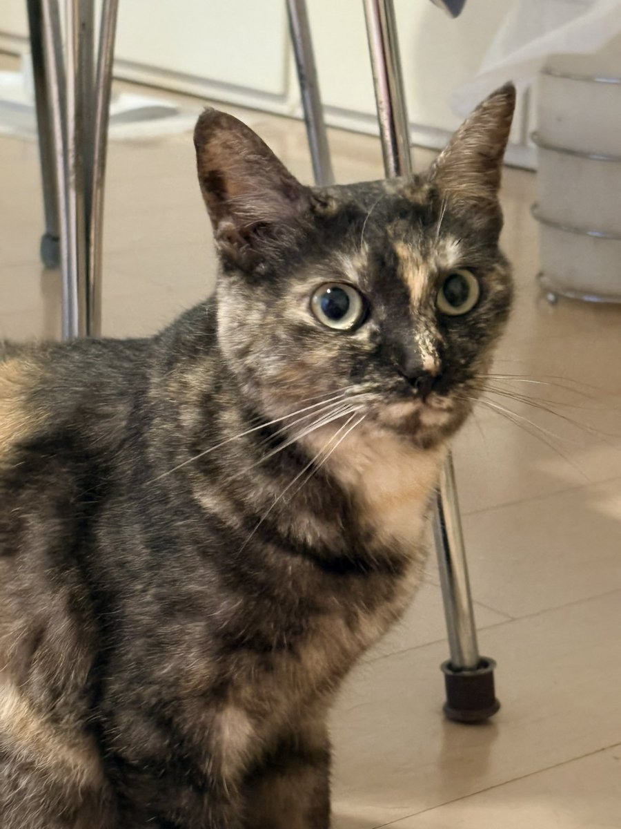 coromint1's tweet photo. いっしょに早起きしたから、すぐにゴハンをもらえるものだと思っている猫

＃猫好きさんと繋がりたい　＃猫のいる暮らし https://t.co/V1Rg9DvWKa