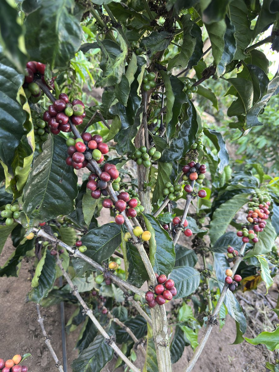 kakonecoffee's tweet photo. @NaCORIUganda @GKatabazi Great to see Uganda’s coffee sector embracing innovation. 👏 
At Kakone Coffee, we’re proud to join the wave with Mulondo Coffee, single-origin Robusta blended with Mulondo &amp; ginger. Mulondo traditionally valued for natural energy, stamina, sexual vitality&amp; antioxidant properties https://t.co/HPIl2Ru0v1