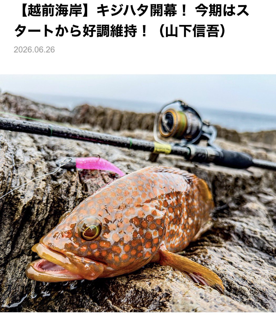 dreemup's tweet photo. 【越前海岸】キジハタ開幕！ 今期はスタートから好調維持！（山下信吾）
#ドリームアップ
https://t.co/86TeIBkJ5l https://t.co/13Tbo4HDKQ