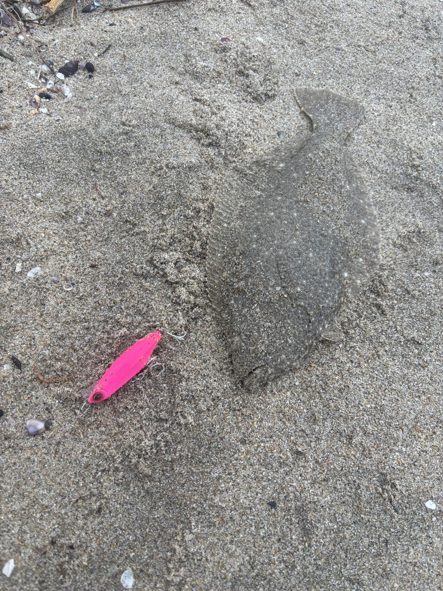 bblp5252's tweet photo. 朝一ミノーをゆっくり巻いていると程よい流れが効いている場所を見つけまだ暗かったのでスローに巻いてくるとヒット！
明るくなり手前の瀬と流れがある地形だったので斜めにオーバードライブ65をキャストしゆっくり巻いてくるとヒット！
やっぱりミノーはサイズ問わず最高です！
@akahara32 
#DAIWA https://t.co/35Fj6wRmBk