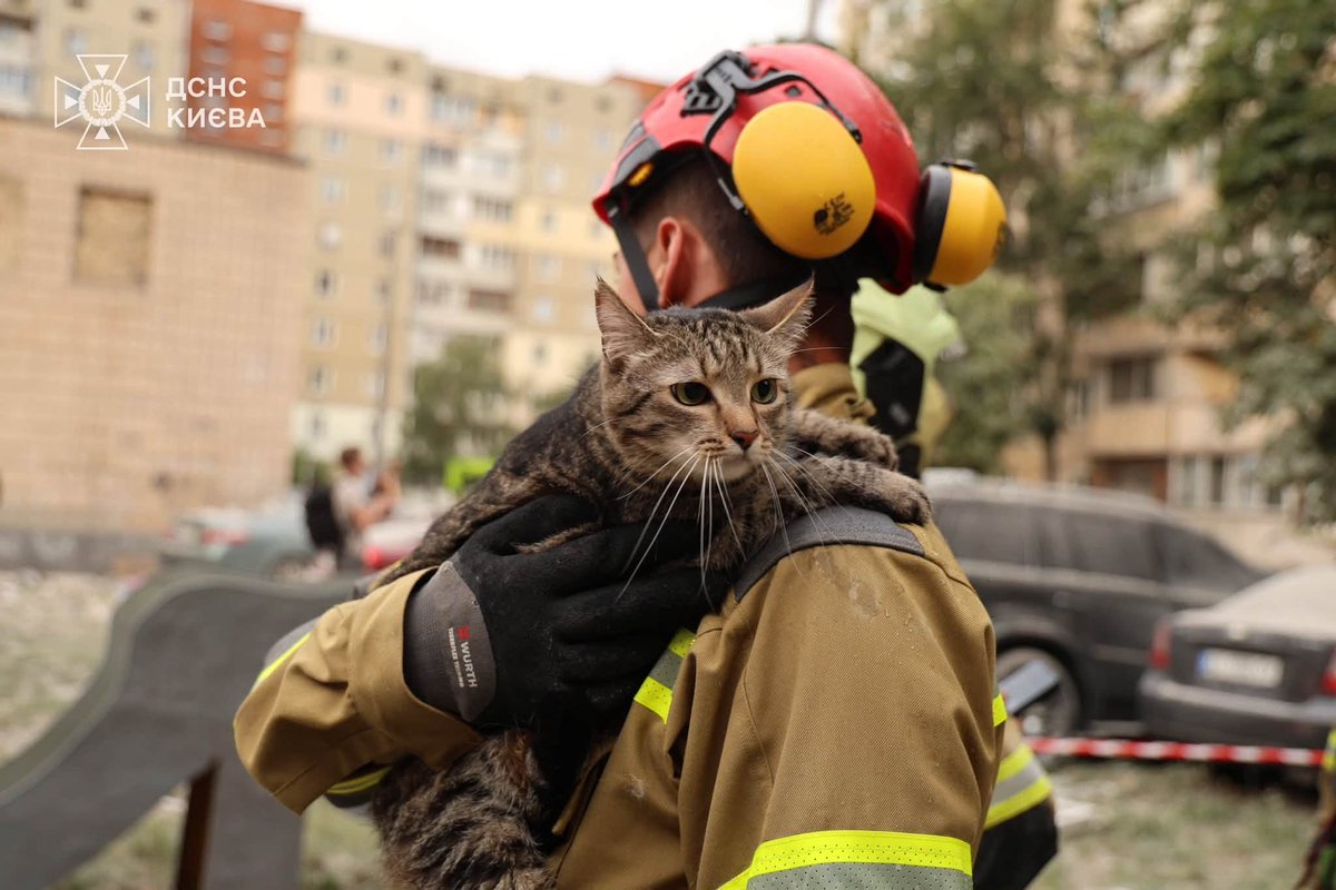 UAnimalsENG's tweet photo. Last night russia shelled Kyiv with missiles and drones. 12 people were killed, and 49 got injuries. And it’s a miracle these cats survived thanks to Ukrainian emergency service workers. It’s hard to even imagine how many animals couldn’t be rescued that night ❤️‍🩹 
📸 @SESU_UA https://t.co/uHFGTzHdxT