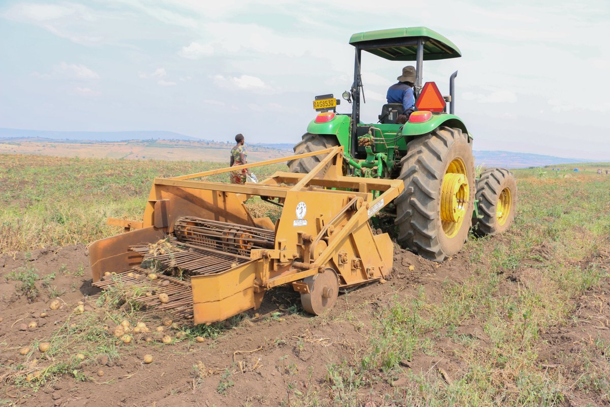 AgriGabiro's tweet photo. From reliable irrigation to advanced harvesting technology, Green Fresh is embracing innovation at every stage of sweet potato production. Modern mechanization ensures quality produce reaches the market, showcasing the future of commercial agriculture at GAH.
#GAH #GreenFresh https://t.co/X72ZbDL7of