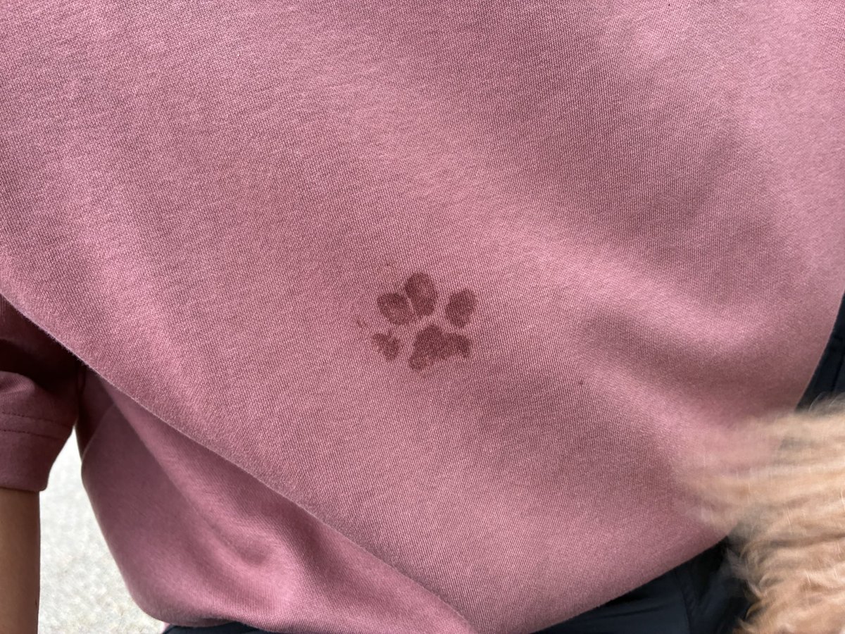 kuu__0906's tweet photo. また雨だね〜😿
2枚目は昨日のパパの服🐾
無地の服をくぅが可愛くしたよ🐾🤭

今朝ワキの間でくぅが寝てて起きた瞬間幸せを感じた主☺️
でも無意識にくぅの幅を開いてたみたいで肩から腕の辺がちょっと痛かった😅

今週もぼちぼちですがよろしくお願いします🐶🍀 https://t.co/0CKXjHeAFW