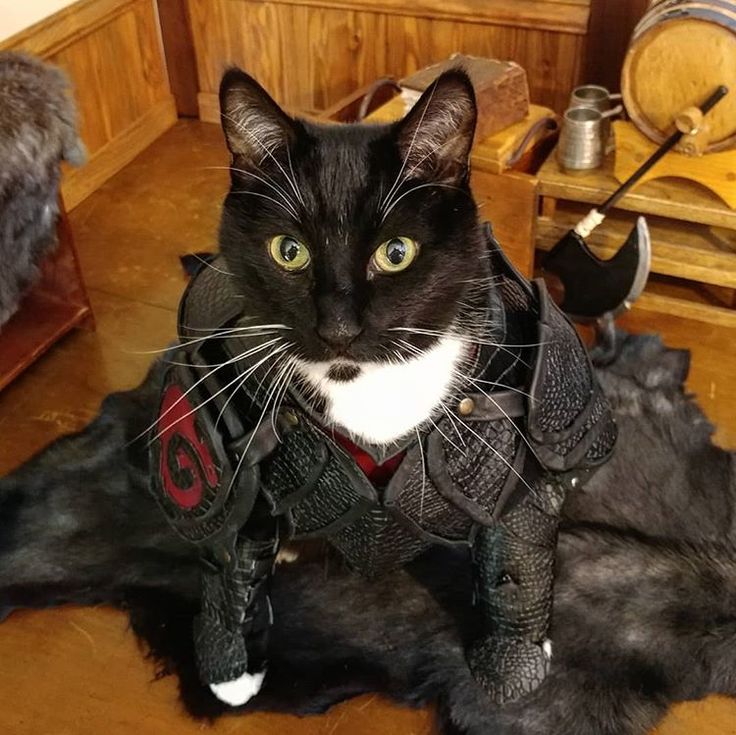 DailyNominalCat's tweet photo. And this cat misses Bannerfall SMP!

Like... a LOT... https://t.co/76WY0S86VG