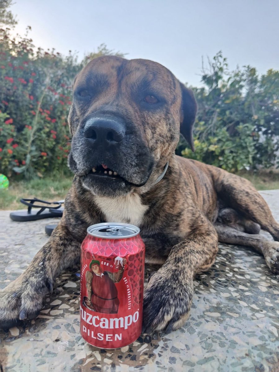 wikijoseo's tweet photo. mi perro podria ser manolo el del bar el que todos conocemos https://t.co/bdMBfdNbiD