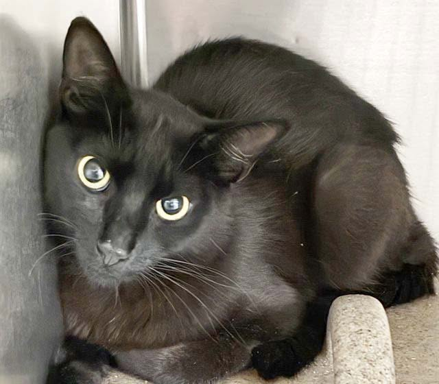 lordi1960's tweet photo. https://t.co/cWkqTgS3hu
❤️MEADOH -- ID# A846391

Temperament: RESCUE ONLY

I am a female black Domestic Shorthair.

The shelter staff think I am about 1 year old.

I have been at the shelter since June 29, 2026.

I will be available for rescue on July 05, 2026.

I am currently at Devore Shelter in San Bernardino County, California.

If you would like more information about this cat,
please visit or call:

Devore Animal Shelter
19777 Shelter Way
Devore, CA 92407
Voice: (909) 386-9820 - press 2