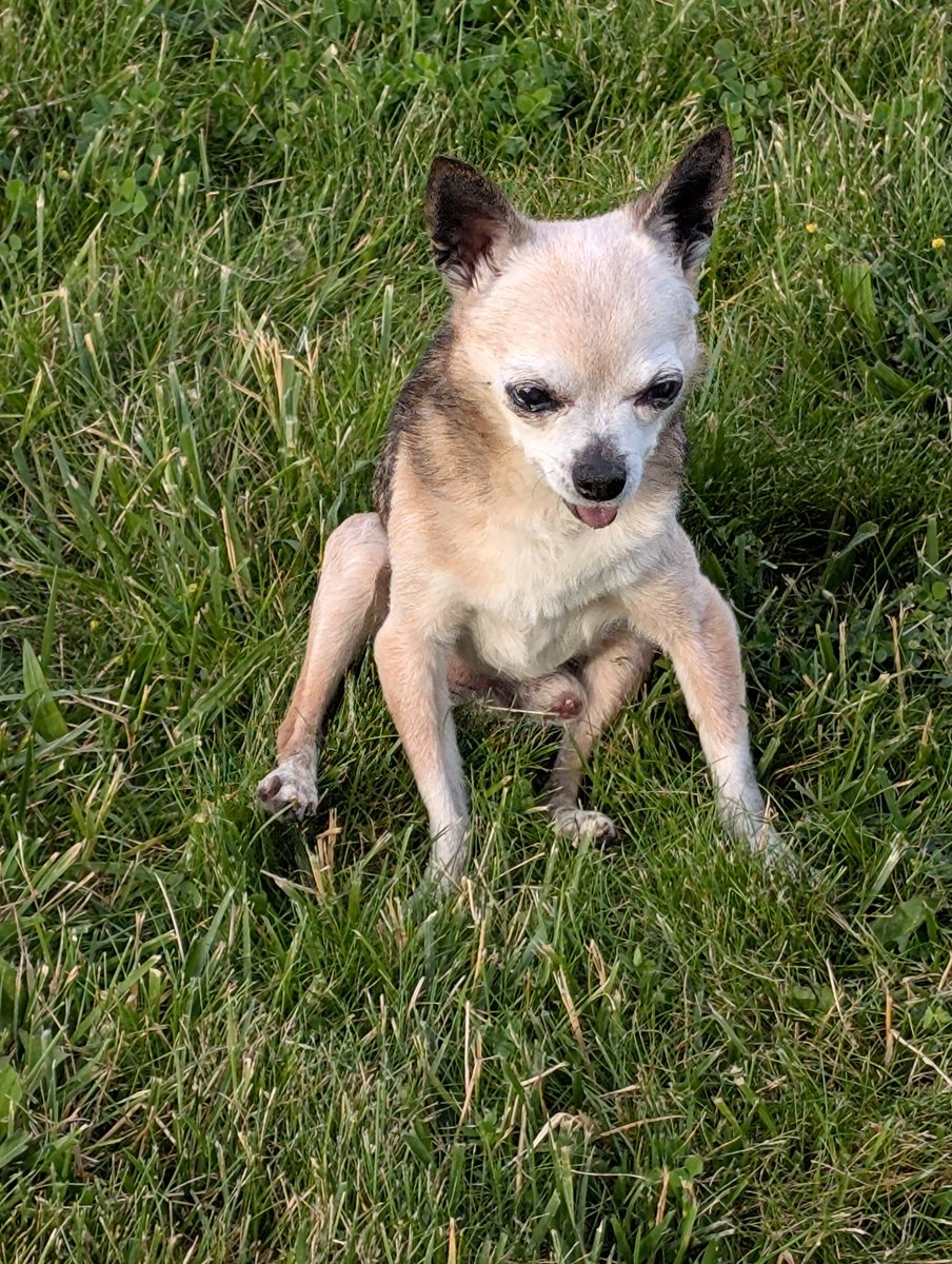 ostrander_rick's tweet photo. My little pal Maddox https://t.co/VUezdkD8nB