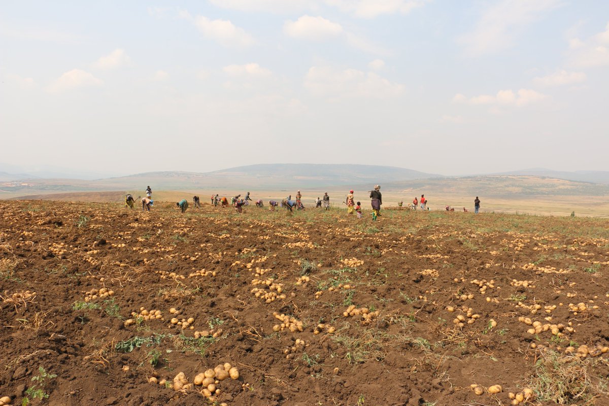 AgriGabiro's tweet photo. From reliable irrigation to advanced harvesting technology, Green Fresh is embracing innovation at every stage of sweet potato production. Modern mechanization ensures quality produce reaches the market, showcasing the future of commercial agriculture at GAH.
#GAH #GreenFresh https://t.co/X72ZbDL7of