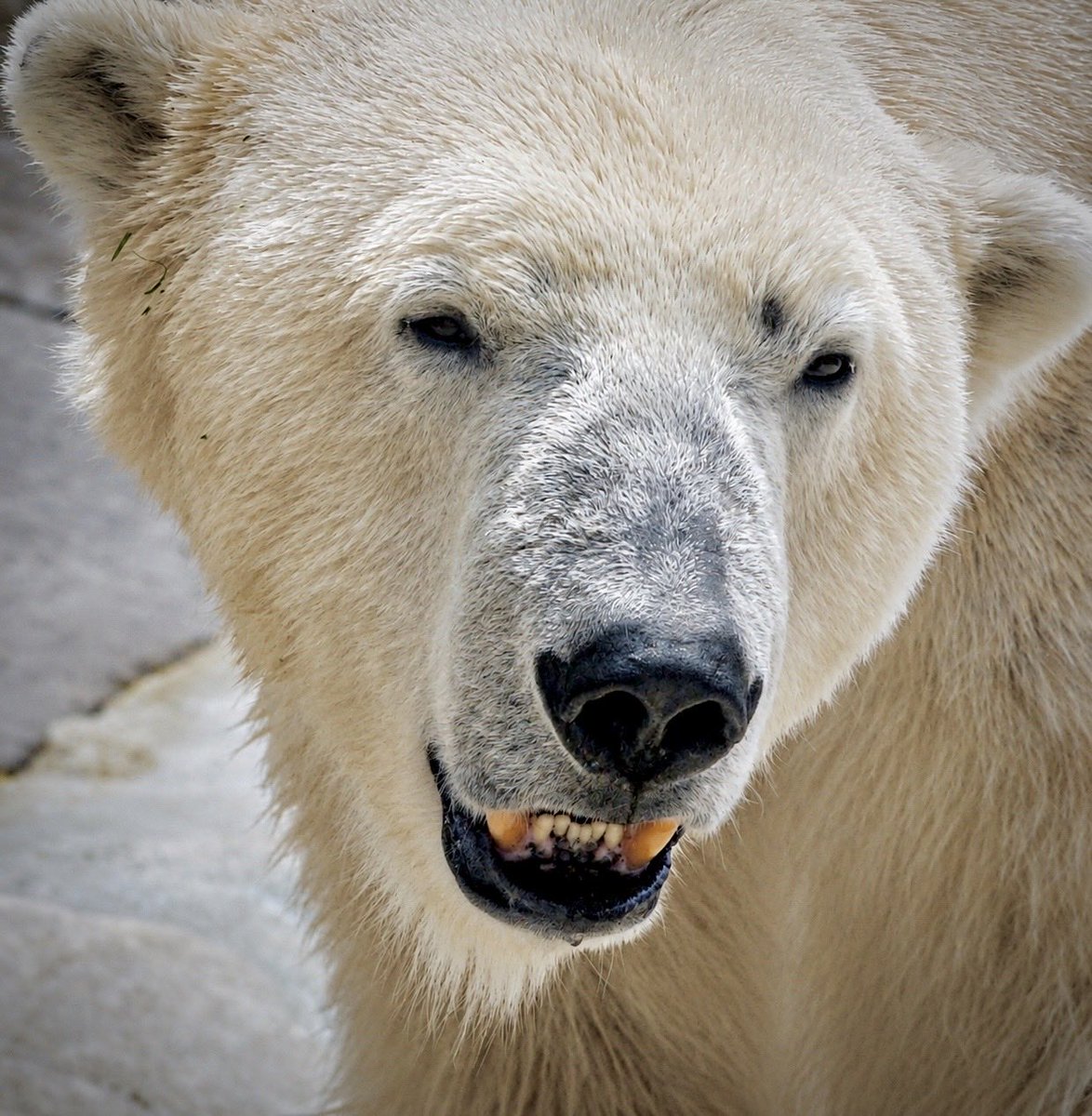 イコロ｜恩賜上野動物園 #ホッキョクグマ #polarbear