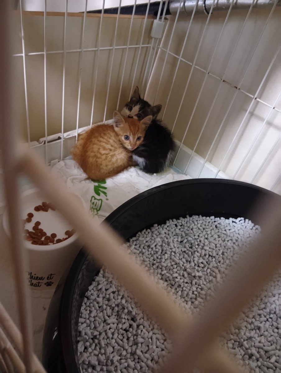 BellDemu's tweet photo. まさに
『吾輩は猫である
名前はまだない』

ちっちゃーい♡
かわいい♡

＃保護猫
＃チャトラ https://t.co/ywVaqV8ydu